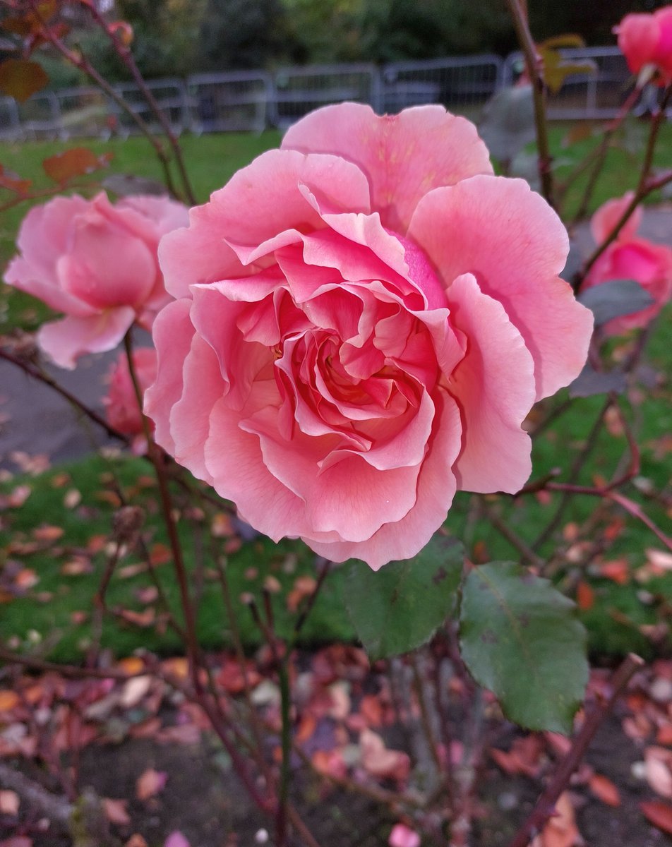 🌹 Happy Rose Wednesday 🌹 #RoseWednesday #rosegarden #Sheffield #Botanical #Gardens #horticulture #colour #art #Gratitude #NatureCalm <a href="/FOBSheffield/">Friends of the Botanical Gardens, Sheffield</a> 🌹