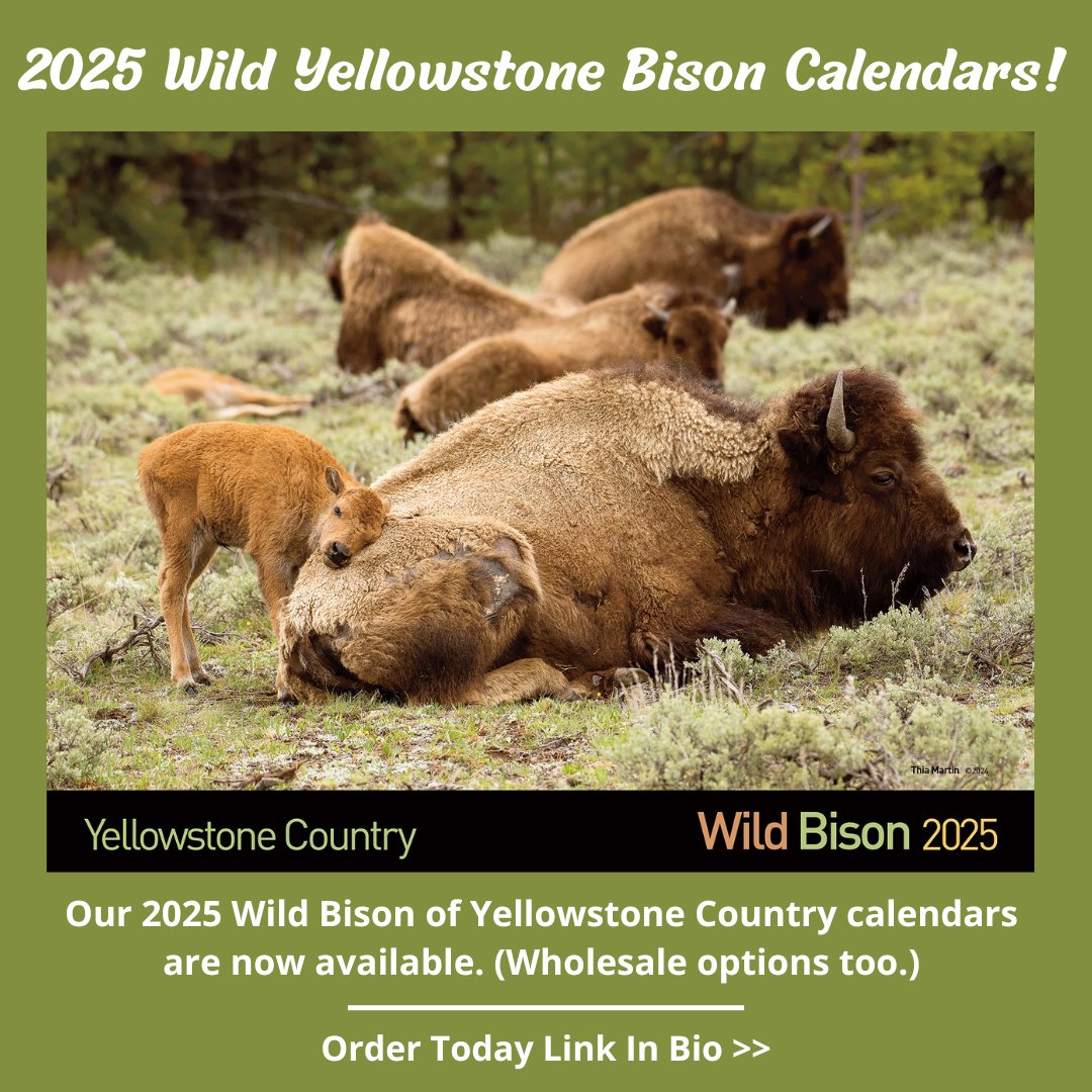 Buffalo Field Campaign tweet media