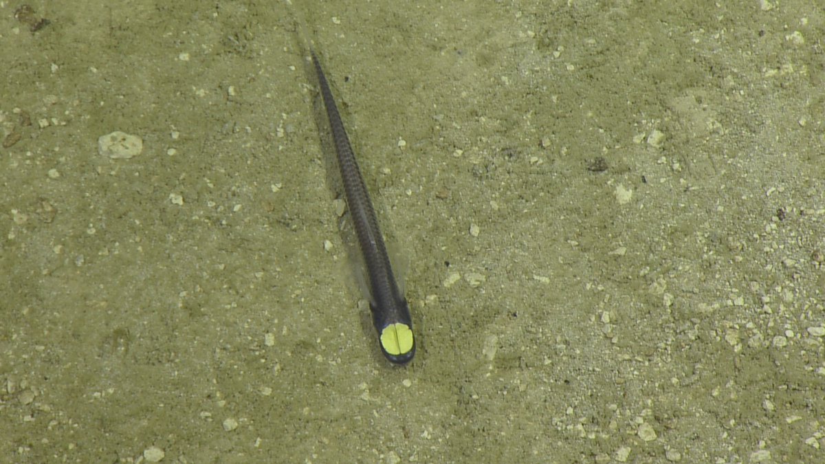 EVNautilus's tweet image. What’s it like to see in the darkest dark of the #deepocean? Meet a specialist in sensing glimmers — Ipnops agassizii. While exploring the slopes of an ancient #seamount east of the #PalauTrench in #PalauNationalMarineSanctuary, the team encountered several of these #grideyefish.