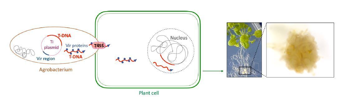 Epigenetic control of T-DNA during transgenesis and pathogenesis (Joaquin Felipe Roca Paixao, Angélique Déléris) buff.ly/3UDQtky <a href="/joaquinfrp/">Joaquin Felipe Roca Paixão</a> <a href="/ASPB/">ASPB</a> #PlantSci