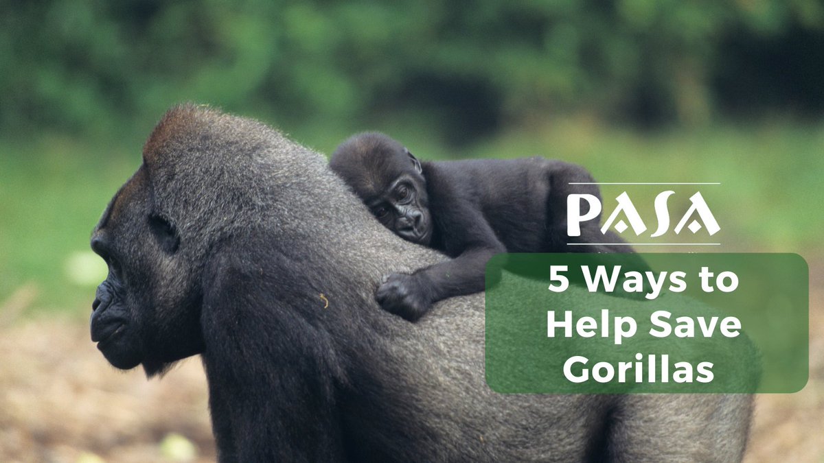 🦍Gorillas are facing more threats than ever, but each of us can make a difference! 

Discover 5 impactful ways YOU can help safeguard gorillas and their habitats➡️pasa.org/awareness/5-wa…

#gorillas #endangeredspecies