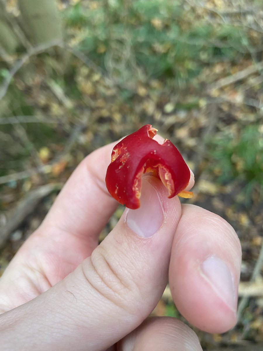 james99roberts's tweet photo. A lovely little scarlet waxcap at the entrance to Reydon wood #Suffolk https://t.co/xVUfvcHO4L