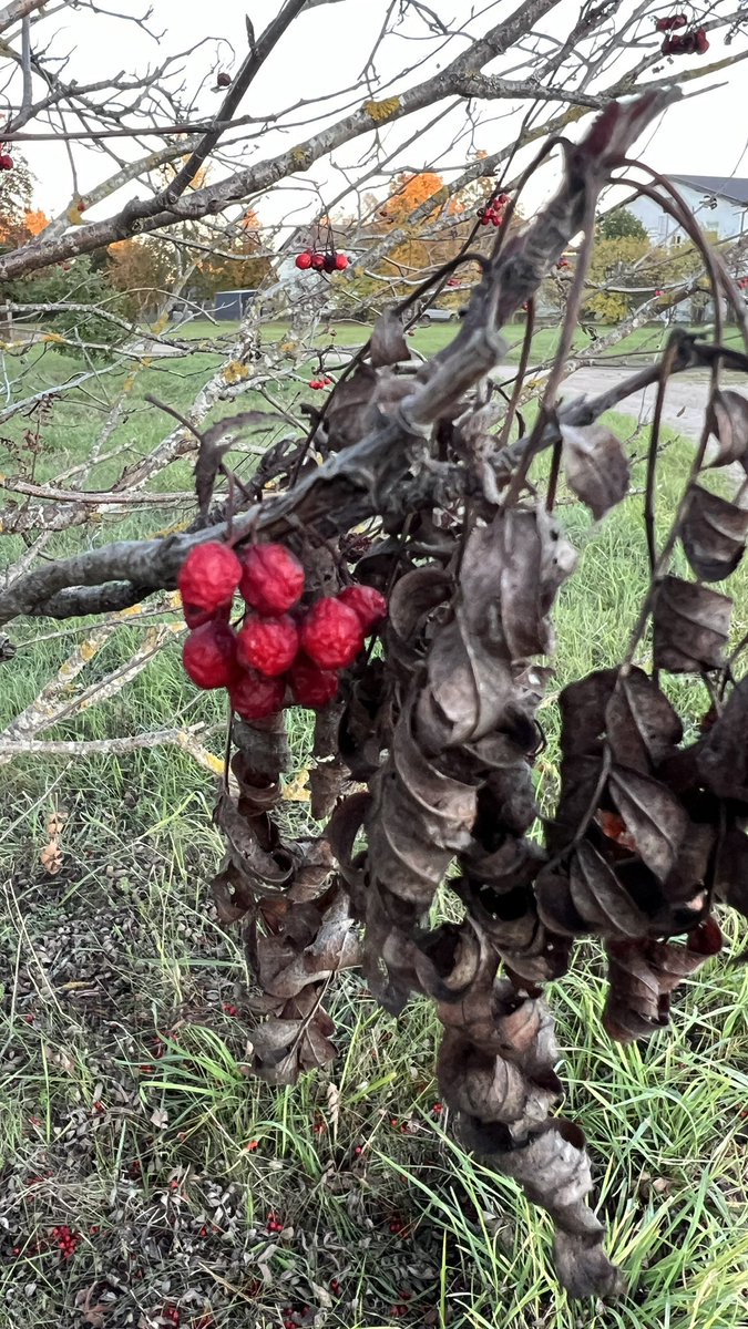 Rudens patiesībā ir priecīgs rudens … katram sava krāsa