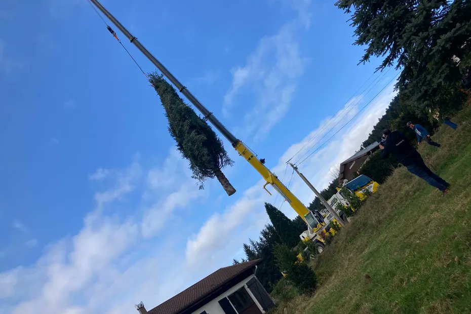 F3Lorraine's tweet photo. VIDEO. Le sapin de Noël de Nancy a été coupé dans les Vosges, avant de trôner sur la place Stanislas https://t.co/BmAAA6w7Ki https://t.co/ySKcvQDhm9