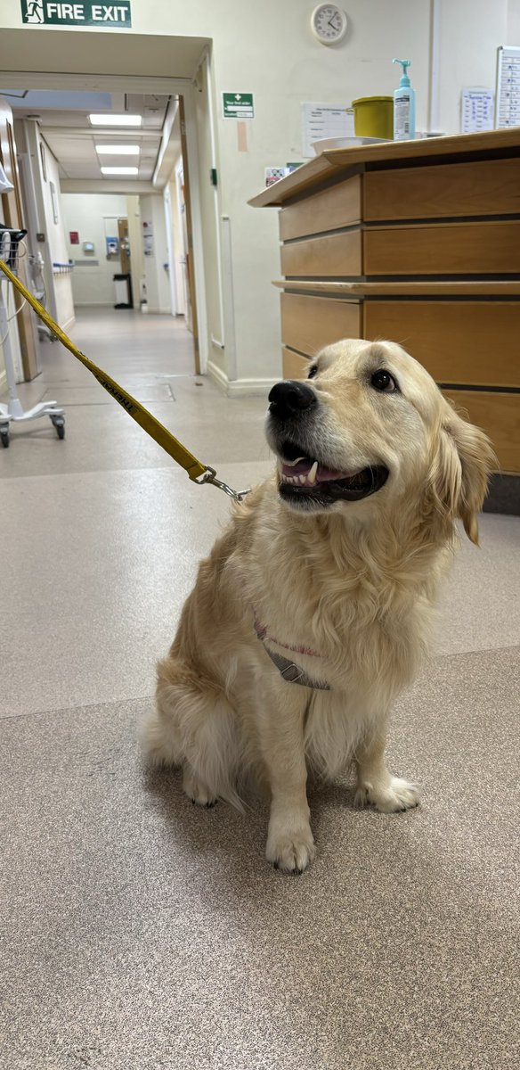 PaultonTherapy's tweet photo. Day 3-
Animal assisted interventions🐶

Meet Sarah &amp; Mable from @TherapyDogsUK who visit us monthly.

AAIs are known to improve self-esteem &amp; confidence, whilst promoting quality of life &amp; independence, which positively impacts occupational performance 😊

@theRCOT 
#OTWeek24 https://t.co/LtuhV1yNrT