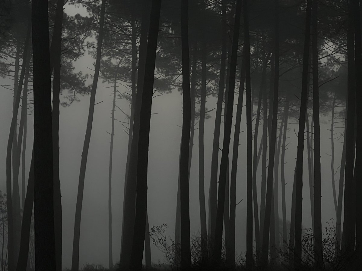 Bru40_r's tweet photo. Des pins dans les brumes, tantôt grises, tantôt dorées…

#brumes #mist #grey #pines #fog #foggy #golden #nature #Landes https://t.co/vjEIifG1DW