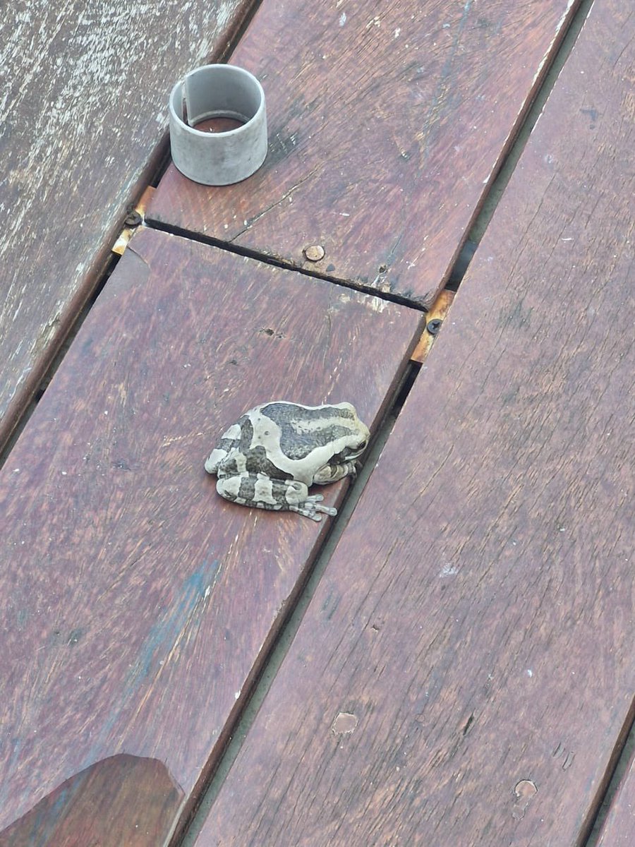 CynBeltranT's tweet photo. Como llego esto al roof ? 🤮🤮🤮🤮🤮 https://t.co/vJPWfVUKFC