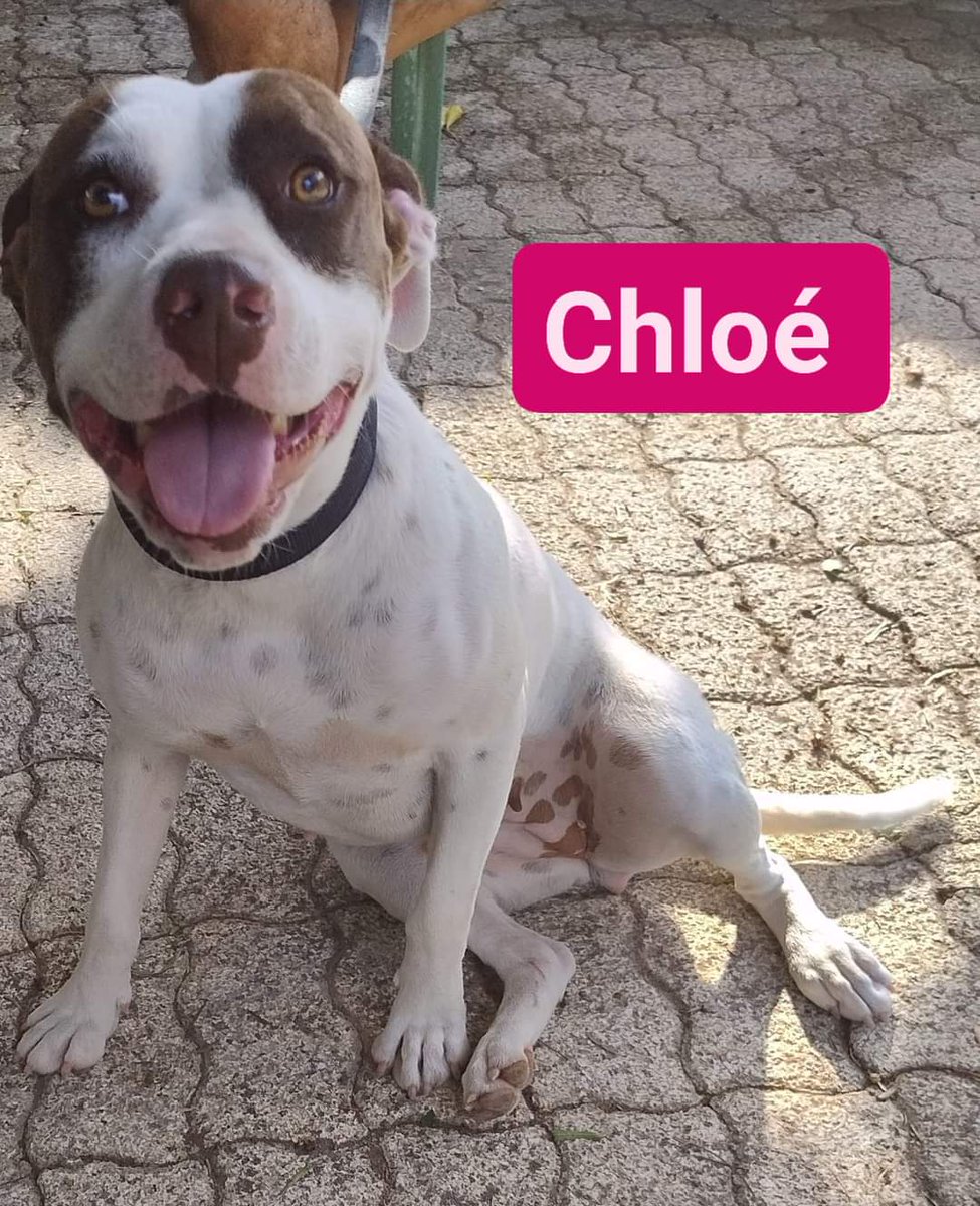tiziana_55's tweet photo. Ricevo,Lei è Chloe una pit dolcissima,un anno si affida dopo iter modulo conoscitivo e preaffido,si trova in Sicilia ma può arrivare anche al centro nord,info 345/2831846 solo a conoscitori della razza, ovviamente non in presenza di altre femmine https://t.co/8MdylBJI8O
