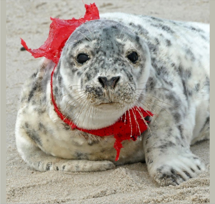 Sable Island Institute tweet media