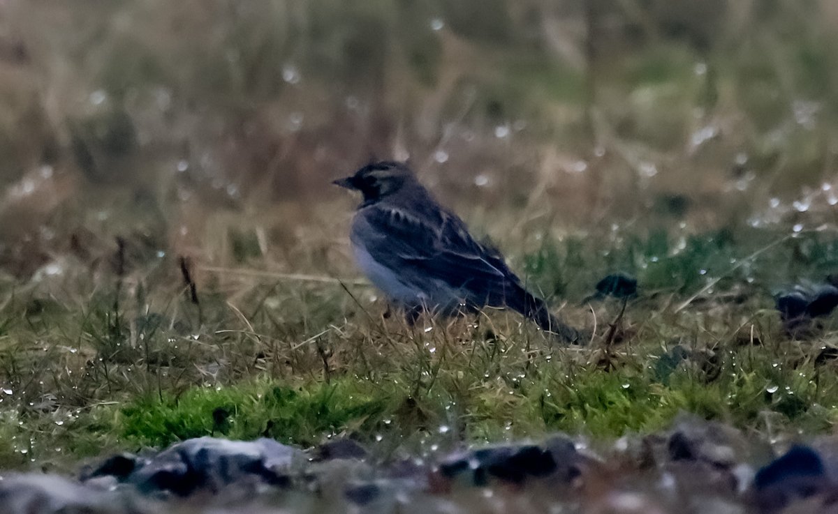 David Fox tweet media