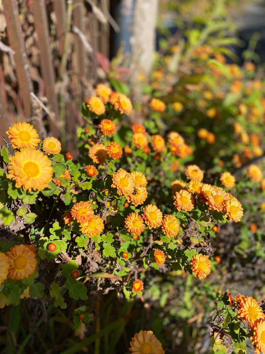 KathleenLevey's tweet photo. Enjoy the annual Fall Chrysanthemum Show @smithcollege through 11/17 #ma #flowers #northamptonma #fivecolleges https://t.co/cbBwNKg3xA