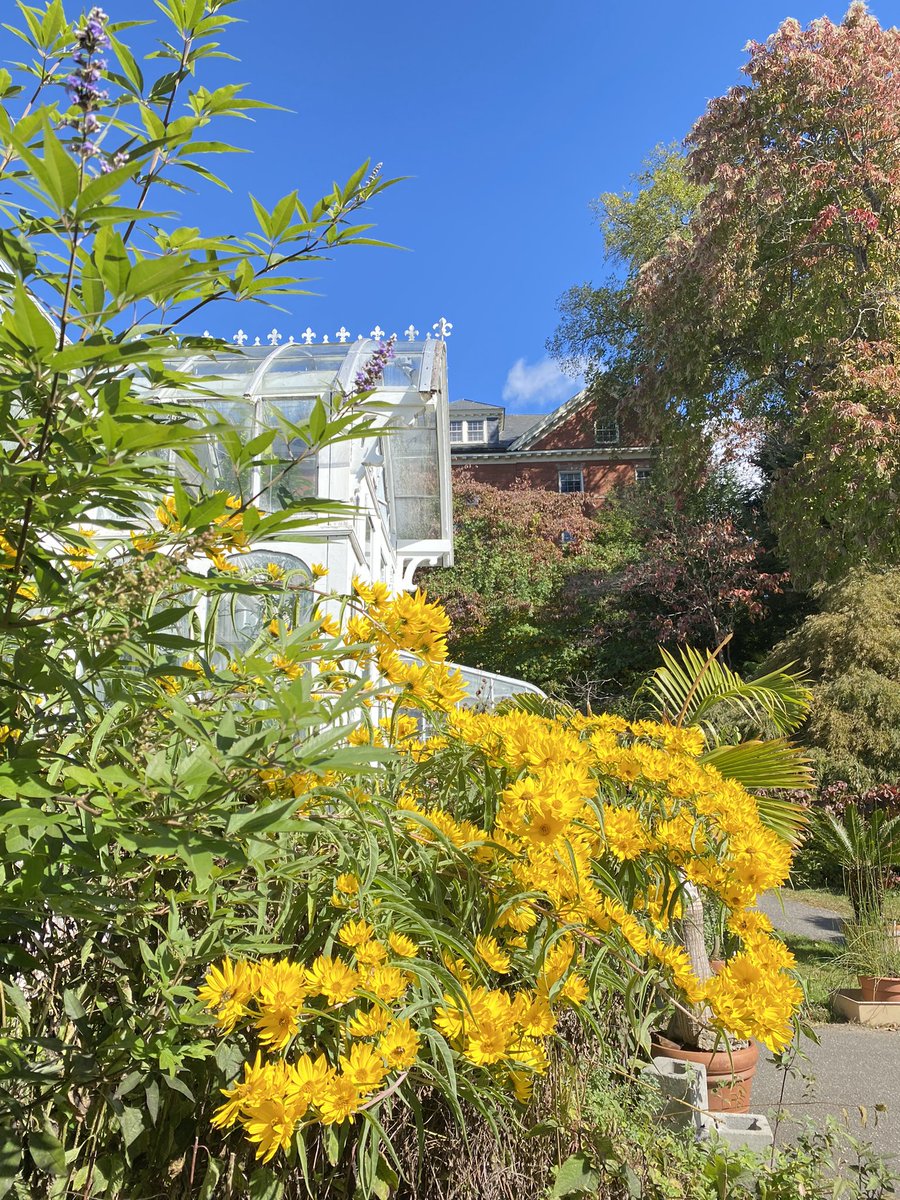 KathleenLevey's tweet photo. Enjoy the annual Fall Chrysanthemum Show @smithcollege through 11/17 #ma #flowers #northamptonma #fivecolleges https://t.co/cbBwNKg3xA