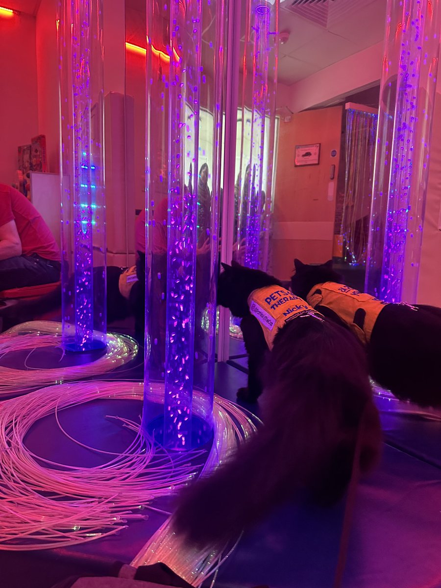 Never been to a place like this before 😺

#cat #blackcat #therapycat #petsastherapy #therapypet #catswhowork #catswithjobs #remarkablecats #catsofinstagram #cats #verygoodboys #blackcatsofx
#blackcatsrule <a href="/PetsAsTherapyUK/">Pets As Therapy</a> <a href="/uclh/">UCLH</a> <a href="/UCLHCharity/">UCLH Charity</a> <a href="/macmillancancer/">Macmillan Cancer Support</a>