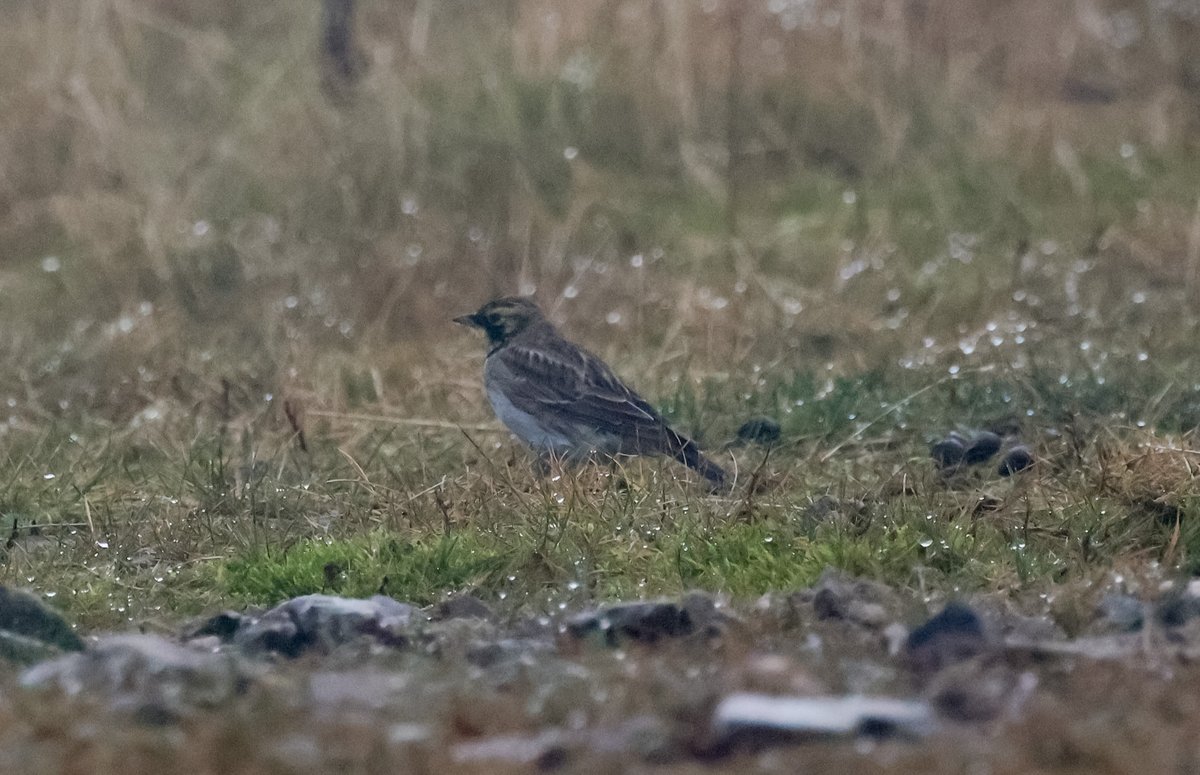 David Fox tweet media