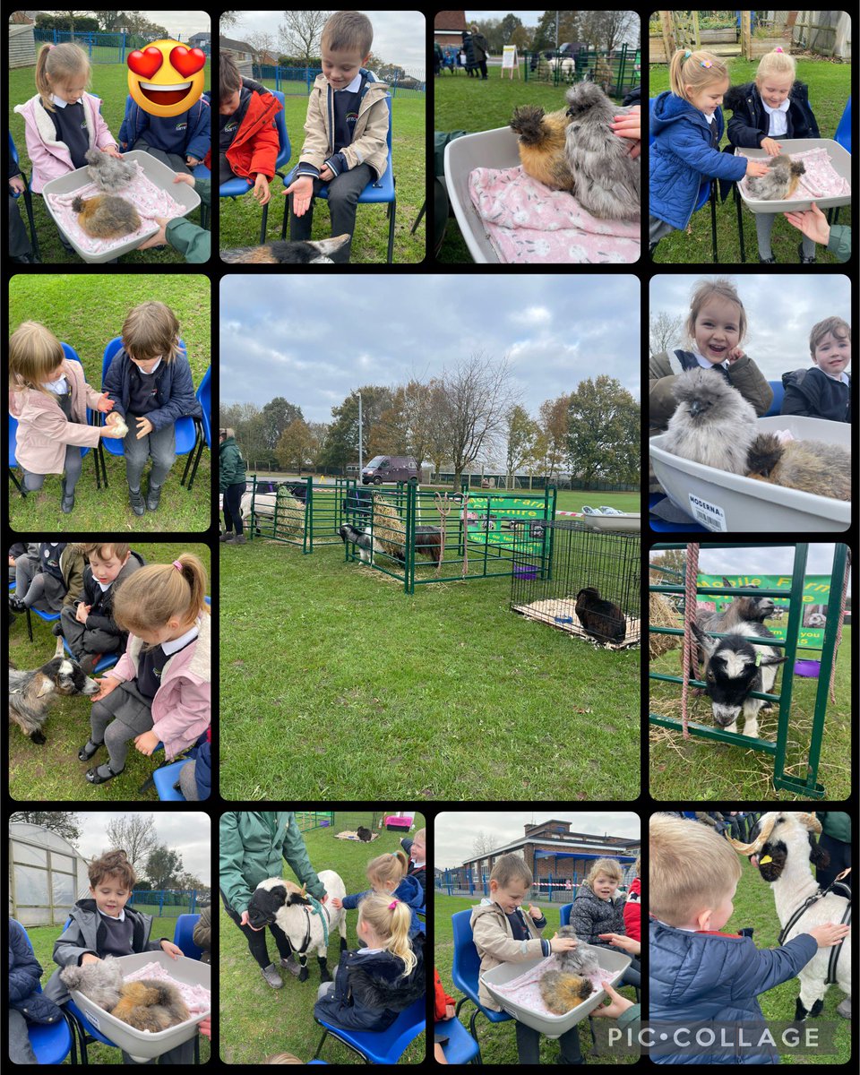 Miss B Weston (@barntonmisswes) on Twitter photo We had a very special visit today from Mobile Farm Cheshire. We are looking at ‘The Little Red Hen’ as our text for literacy and enjoyed seeing some of the animals in real life. We got to stroke and feed them. The children loved it! 🐏☺️ <a href="/BarntonMrsF/">Mrs Fisher</a> <a href="/BarntonMissR/">Miss Rutter</a> We had a very special visit today from Mobile Farm Cheshire. We are looking at ‘The Little Red Hen’ as our text for literacy and enjoyed seeing some of the animals in real life. We got to stroke and feed them. The children loved it! 🐏☺️ <a href="/BarntonMrsF/">Mrs Fisher</a> <a href="/BarntonMissR/">Miss Rutter</a>