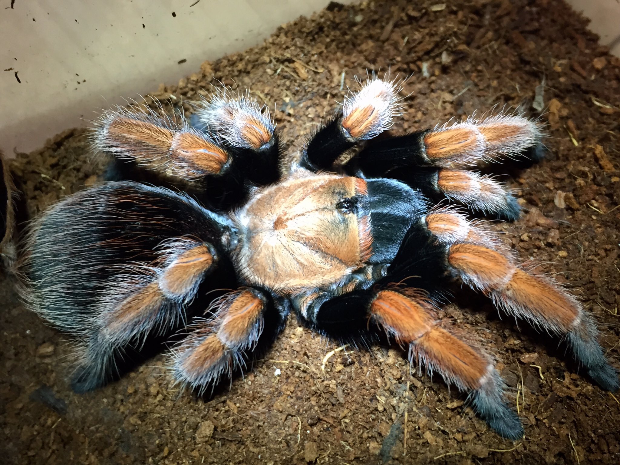 さっちゃん🐛🦂🕷 on X: 