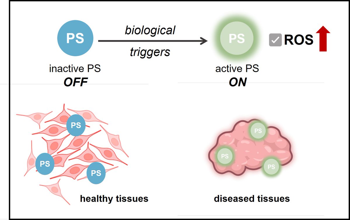 Our latest review on smart #photosensitizers for PDT in <a href="/NatRevChem/">Nature Reviews Chemistry</a>. Good account on chemical strategies, targets and translational work. Great article by Eleni in collaboration with Jong-Seung Kim's lab <a href="/koreaUniversity/">koreaUniversity</a>. SharedIt link for open access 
rdcu.be/dZkLi