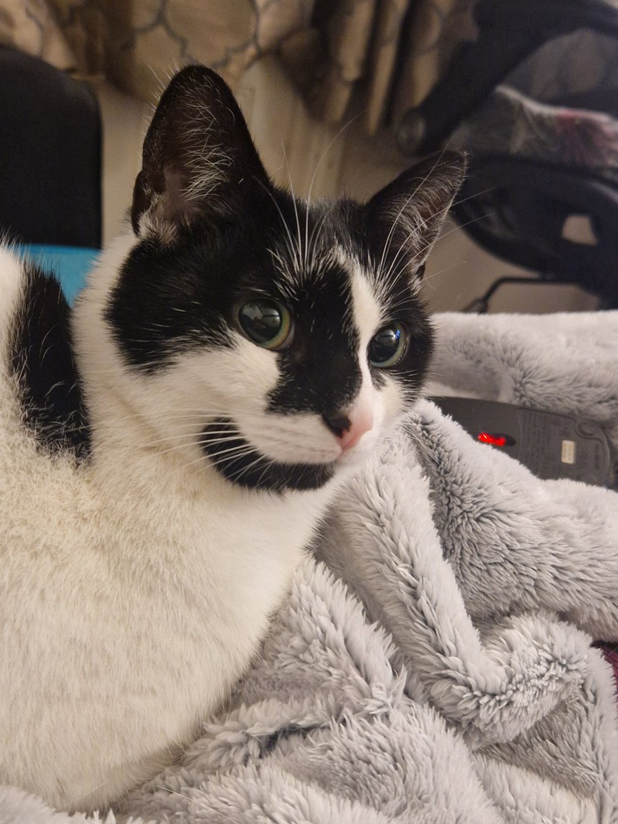 x_Jennifer_x's tweet photo. Chilling with Mia watching films on Amazon Prime #cat #amazonprime #mia #blackandwhitecat #catsonx https://t.co/X8yS4CJsGz