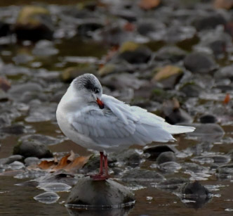 Edinburgh NATURE tweet media