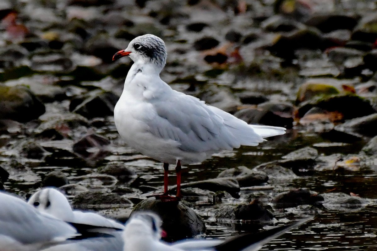 Edinburgh NATURE tweet media