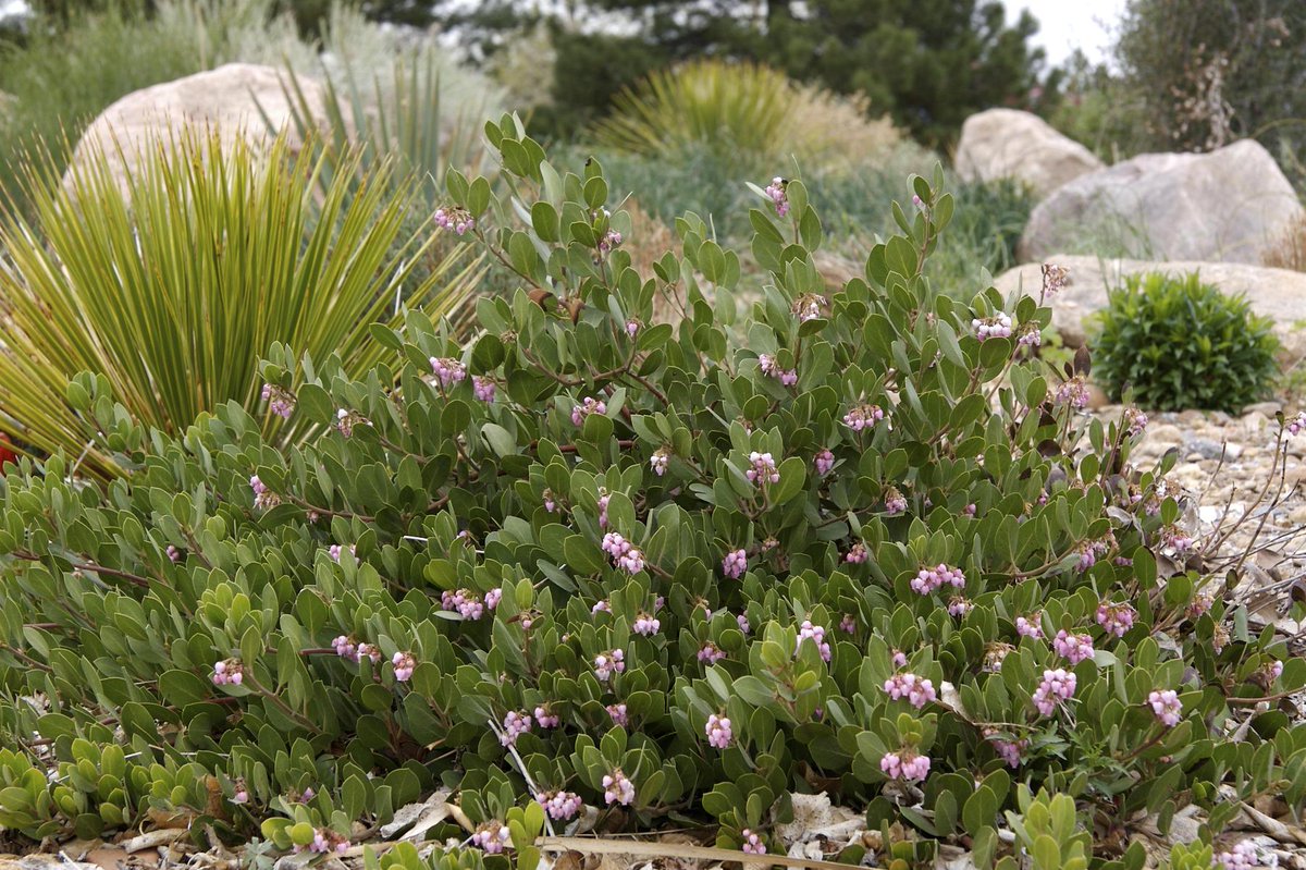 ThorntonWater's tweet photo. Our November #PlantOfTheMonth is the Panchito Manzanita! This plant does well in Thornton’s climate year-round and attracts pollinators with tiny,   white flowers in the winter.

Learn more and plan for next year on the @PlantSelect website! #ThorntonWaterAtWork #WaterWisePlants https://t.co/P9lG0ni28A