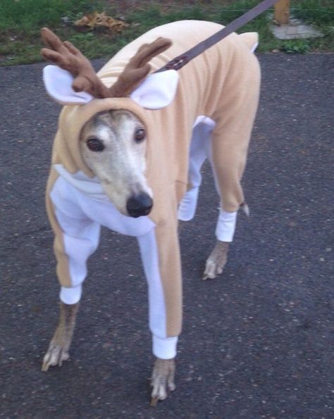 out of context dogs (@contextdogs) on Twitter photo 