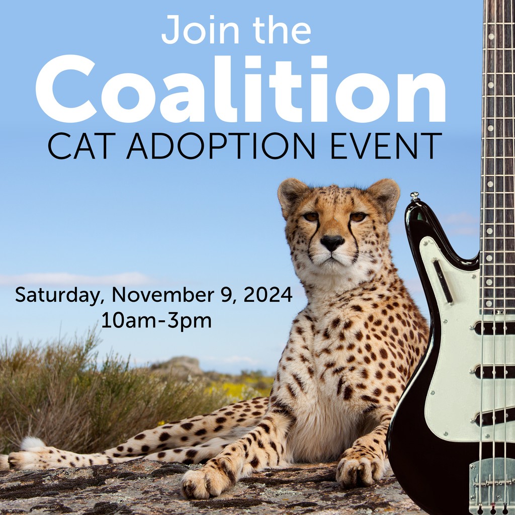 Join us at Nordstrand Audio &amp; Lunar 7 Studiosfor an open house with V1 and V2 Cat demos, the StarLifter, pickups and more.(Special discounts will be available). Surprise guest: our Acinonyx 5 prototype!

DM or email Sonia@nordstrandaudio.com to RSVP