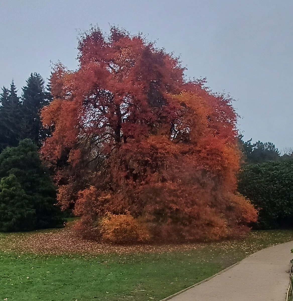 deepgreenzone's tweet photo. Even on a dull day, Sheffield Park looks stunning. #autumnbeauty #autumnphotograhy #Sheffieldpark @sheffieldparkNT @nationaltrust https://t.co/R8cOck10HH