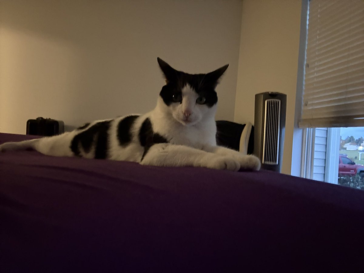 HalPeet's tweet photo. My favorite hobby is getting high and taking pictures of my cats... https://t.co/i25k0uaODg