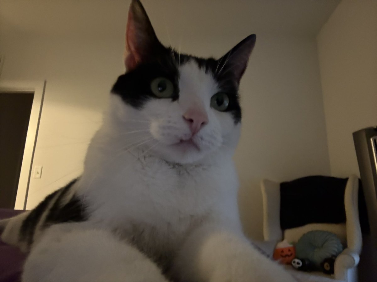 HalPeet's tweet photo. My favorite hobby is getting high and taking pictures of my cats... https://t.co/i25k0uaODg