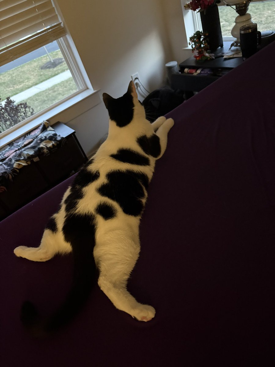 HalPeet's tweet photo. My favorite hobby is getting high and taking pictures of my cats... https://t.co/i25k0uaODg