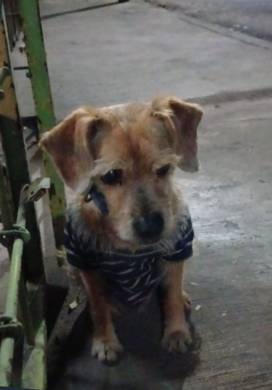 HELA_MORE's tweet photo. Hola! Soy Jack y te quiero contar mi historia 🥺
Ayer me encontraron caminando solo por las calles,unas lindas personas se preocuparon por mi y me difundieron en varios grupos de vecinos.
De alguna manera dieron con mi familia,o al menos yo pensaba que eran mi familia 😔… https://t.co/TZoeiVgHx6