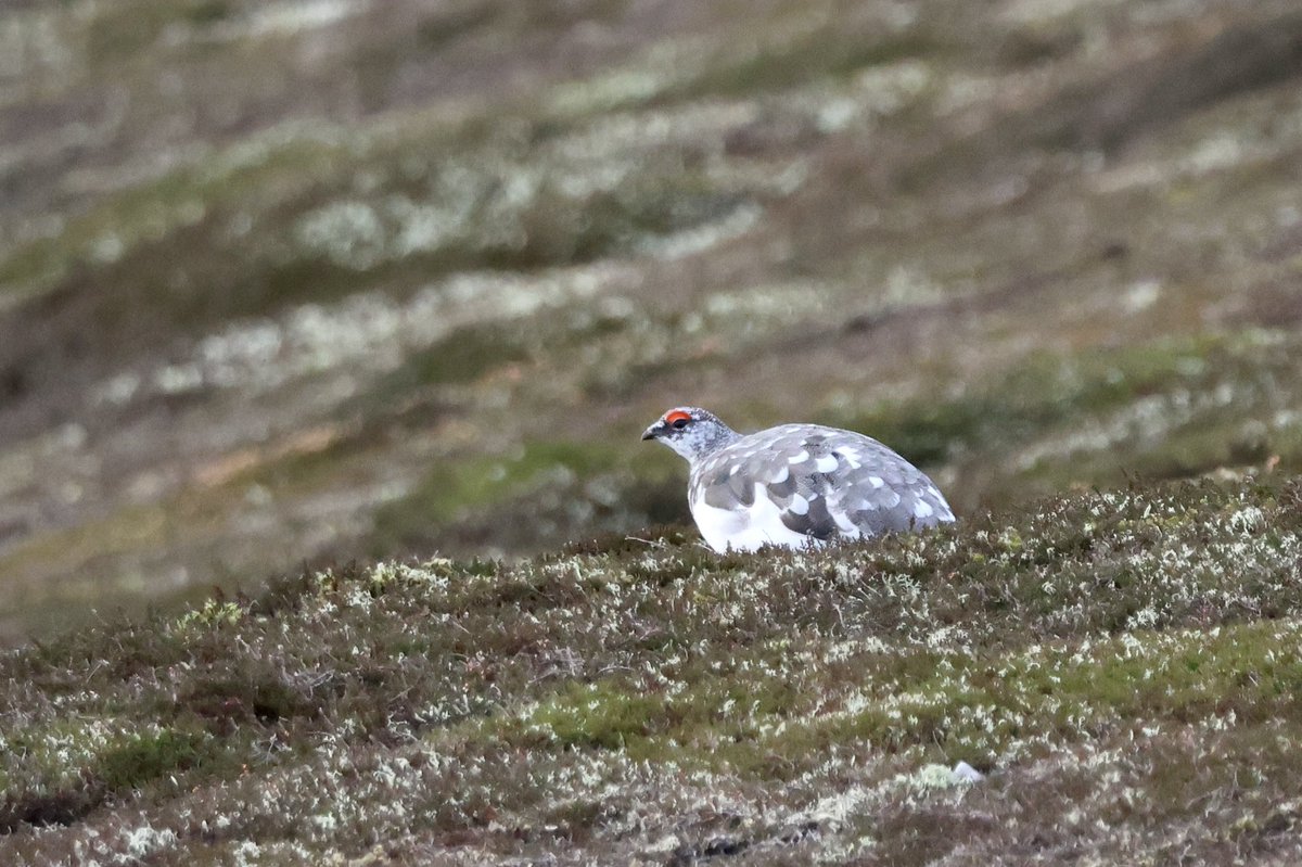 Great morning with these stunning Ptarmigan #CaithnessBirds