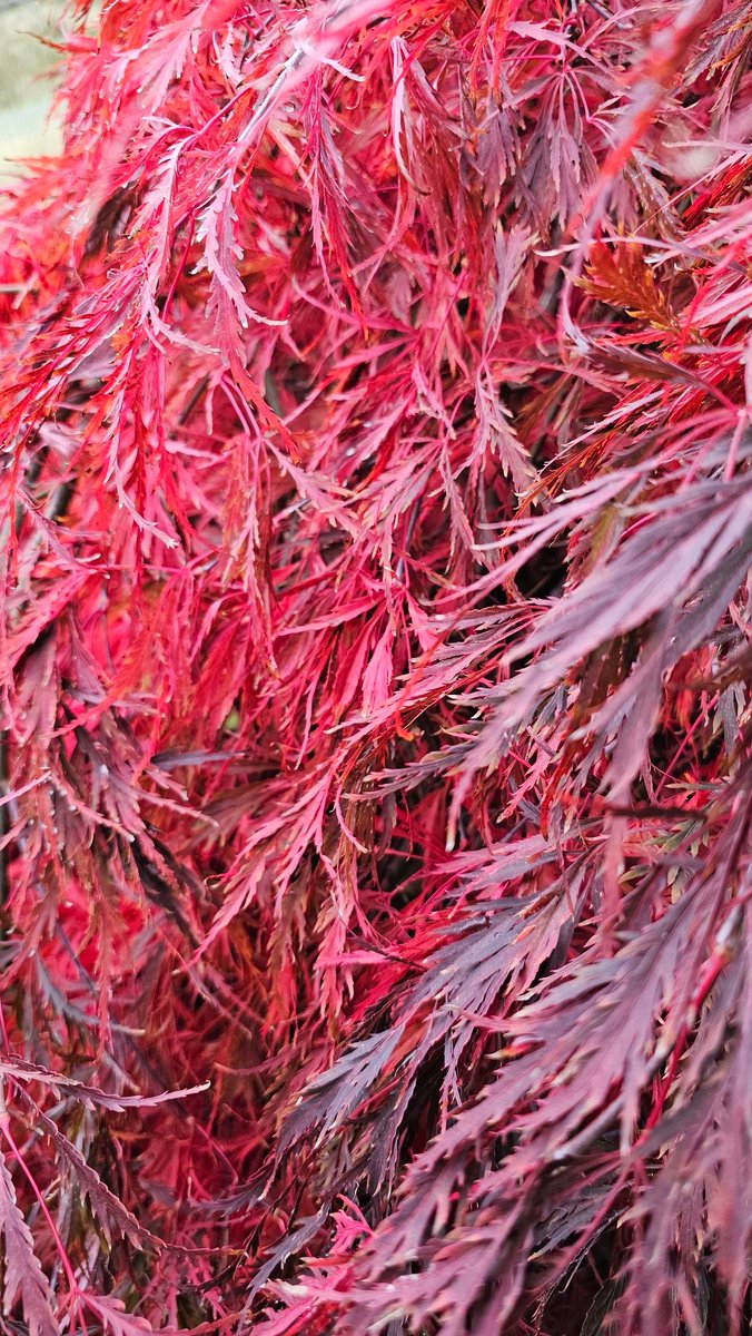 PirateSoftware's tweet image. Lots of colors this season.