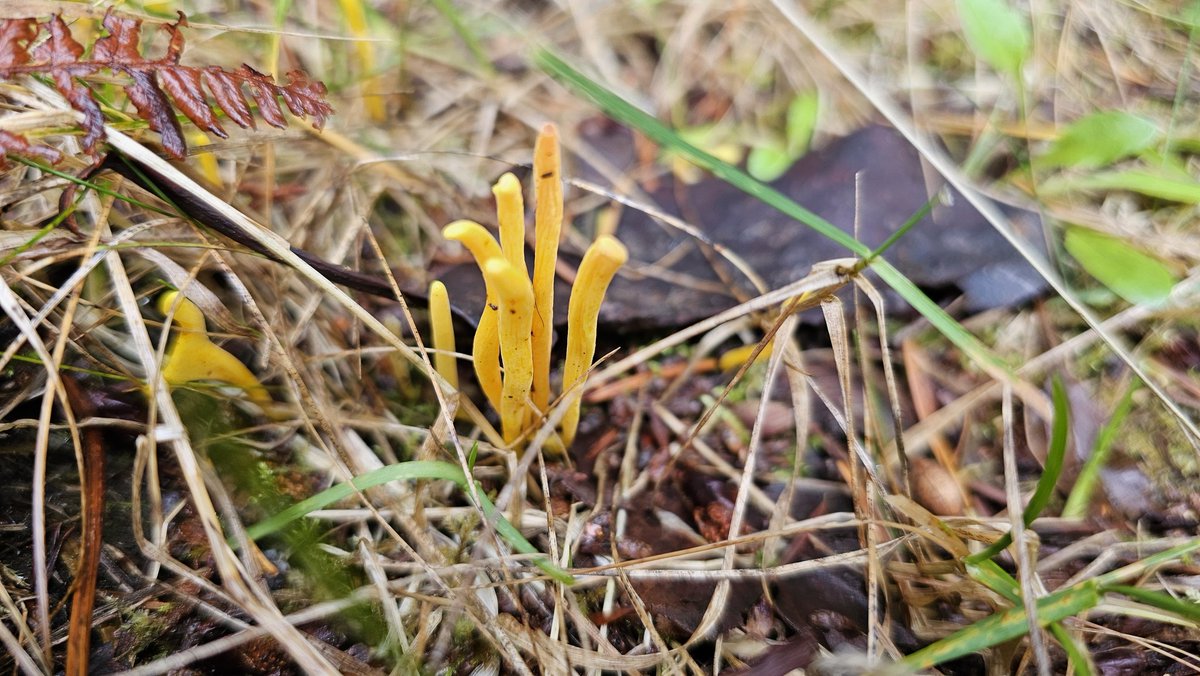 PirateSoftware's tweet image. Lots of colors this season.