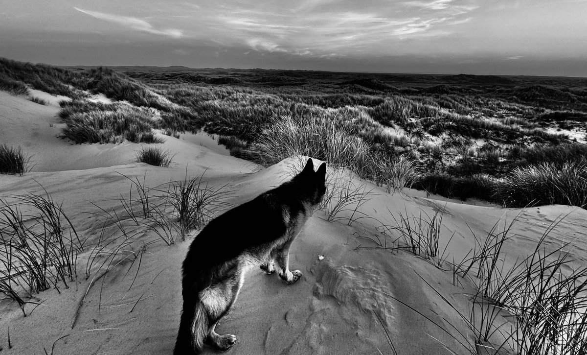 richardtkiewiet tweet media