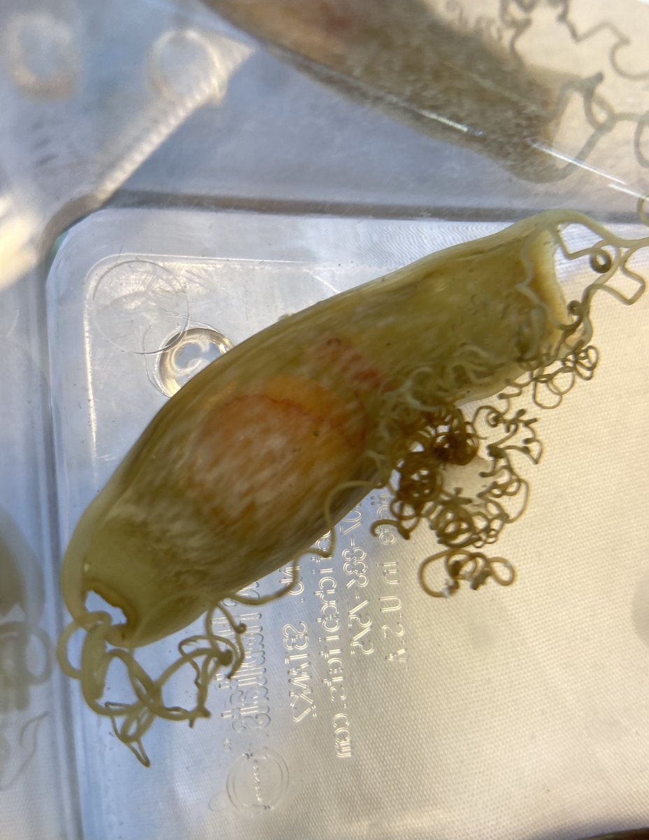 Kristen Kwan tweet media