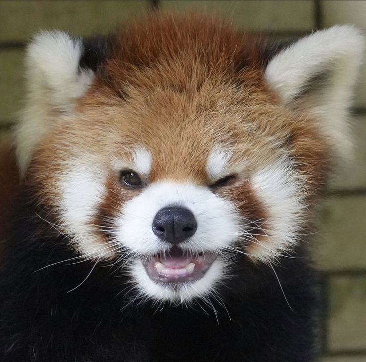 Red_panda_01's tweet photo. Red panda excited emoji 🥴 https://t.co/QwdFrVcFET