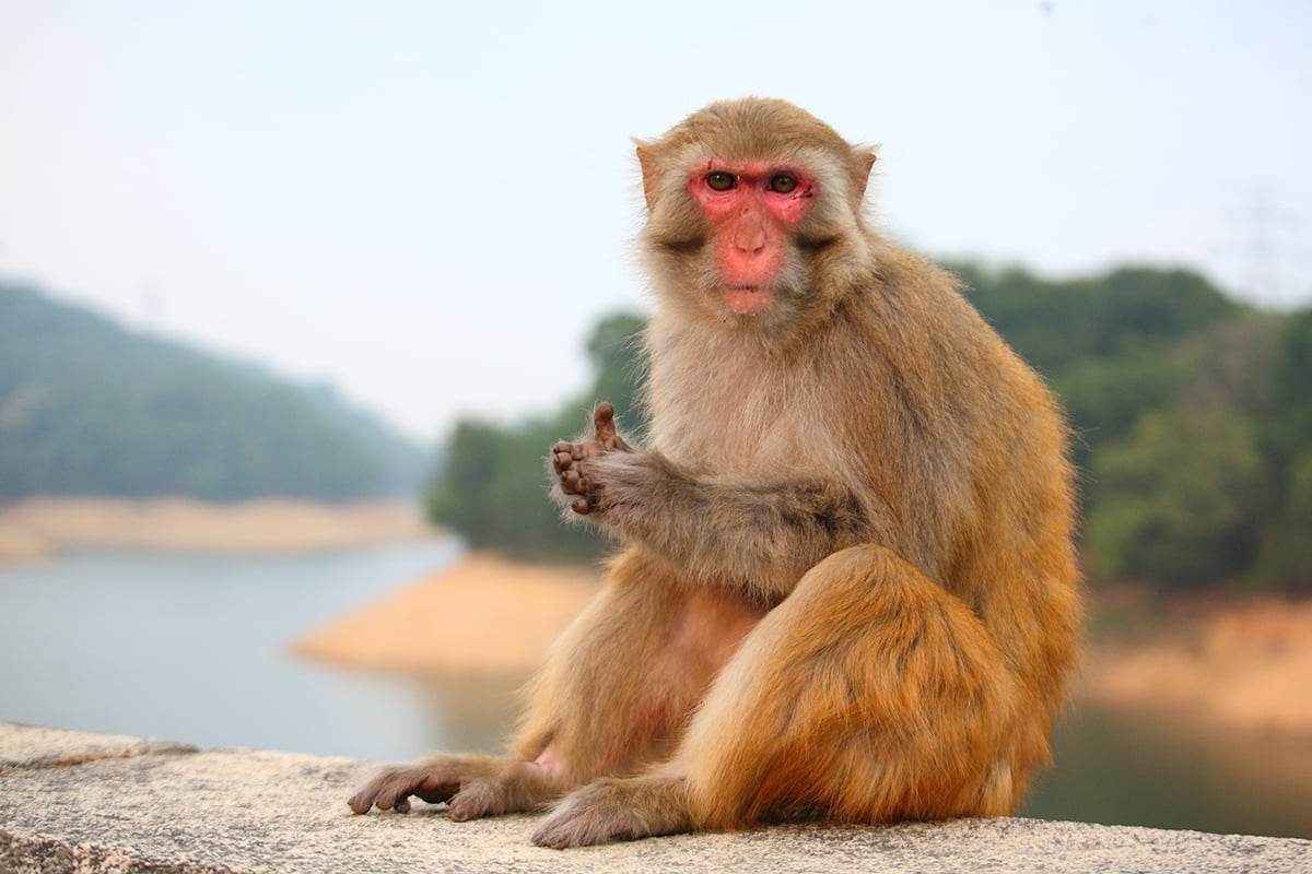 PNASNews's tweet image. #Brain signals show how #monkeys “choke” under pressure. When the stakes are high, performance can drop significantly. In PNAS Journal Club: ow.ly/GY3Y50U1vPw #AnimalBehavior #cognition #RhesusMacaque #NeuralMechanism