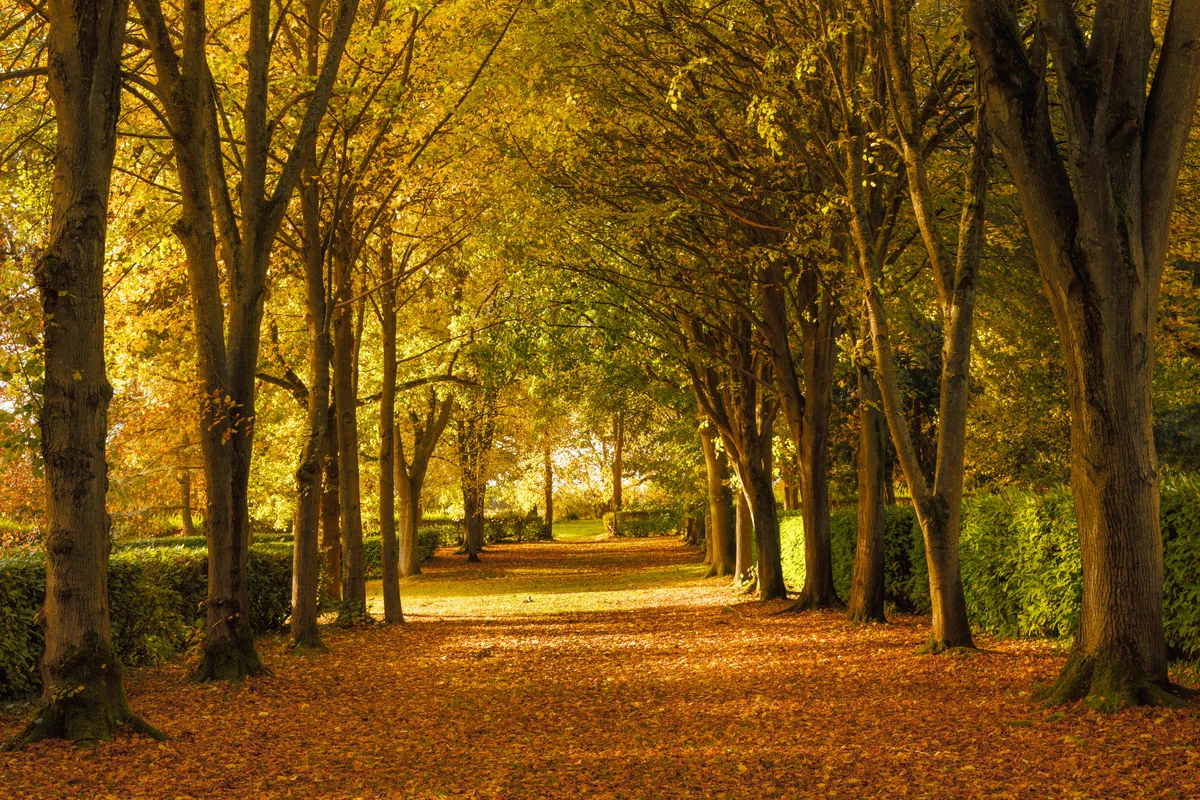 An autumn scene of trees at Whipsnade Tree Cathedral 