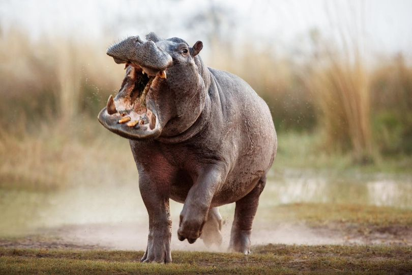 Movie In Development 📷

A killer hippo horror movie titled ‘HUNGRY’ is in the works.

The film follows centers on a group of holidaymakers who must fight for their lives against a rampaging hippo on the loose after becoming lost in the Louisiana swampland.

(Via: Variety)