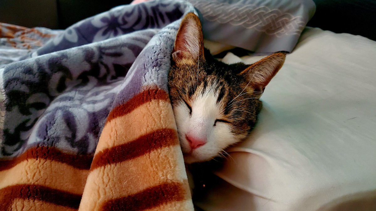 Man, she doesn't know anything about the world.....all she knows is food, sleep, and "blanket warm"...