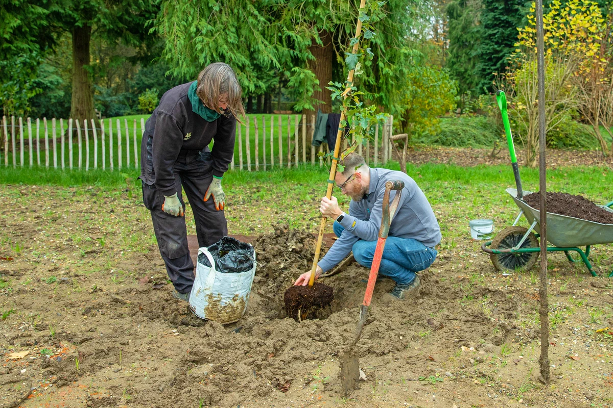 Two people outside planting a sapling into an area of soil