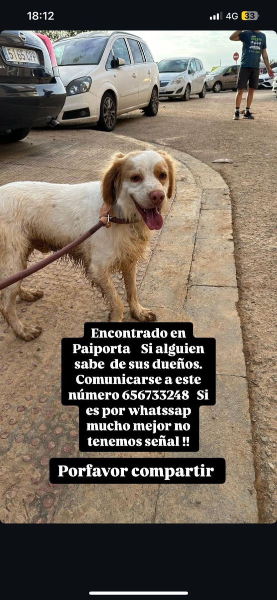 URGENTE #Paiporta ENCONTRADO ESTA PERRITO <a href="/DogCatPeludos/">Difunde y Adopta!</a> #Valencia  #Dana  #PerrosDesaparecidosDANA #PerrosEncontrados  #PerrosPerdidosDANA