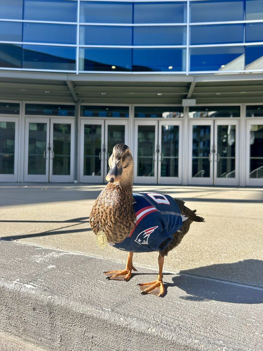 NicoleMenner's tweet image. #theduck 

After going viral in the college basketball world Monday night, Dawn makes his @NBC10 debut tonight at 6. 

And yes - they’re working on getting him some Friars gear for the next game #pcbb #bigeast @NBC10