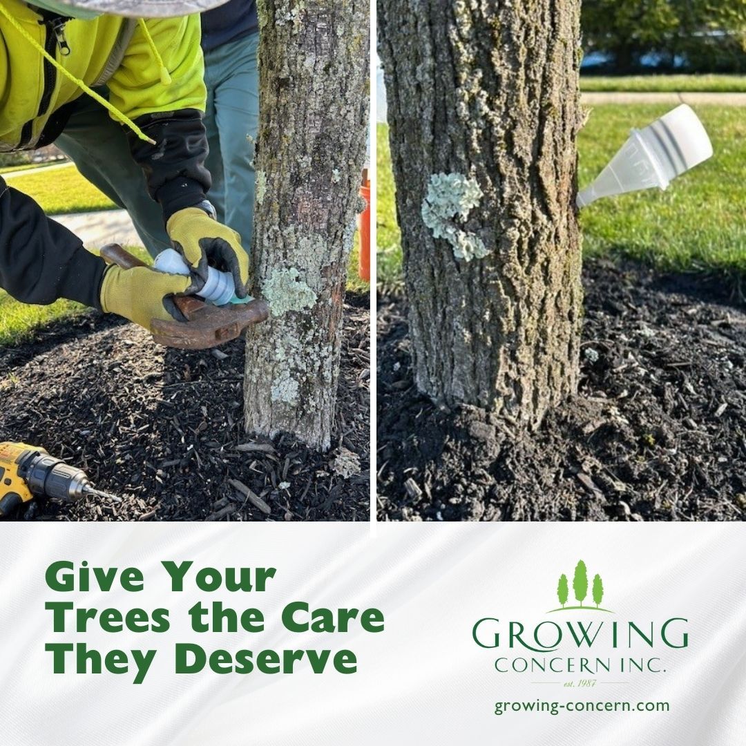 GrowConcern's tweet image. Healthy trees, happy yard. Give your trees the specialized care they need for long-lasting strength. Learn more: growing-concern.com

#GrowingConcern #Landscaping #HomeBeautification #TreeManagement