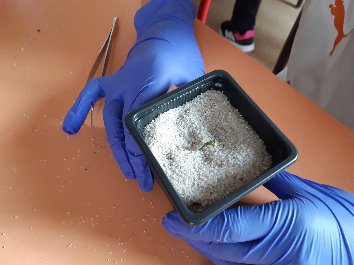 [#Médiation_scientifique] Hier nous animions un atelier sur la #démarche_scientifique avec la classe de CM1/CM2 de Saverdun. Les expériences sur les plantes 🌱 de #Medicago sont lancées en différentes conditions de lumière🌓 &amp; sols
▶️ Rendez-vous dans 1️⃣ mois pour les résultats❗