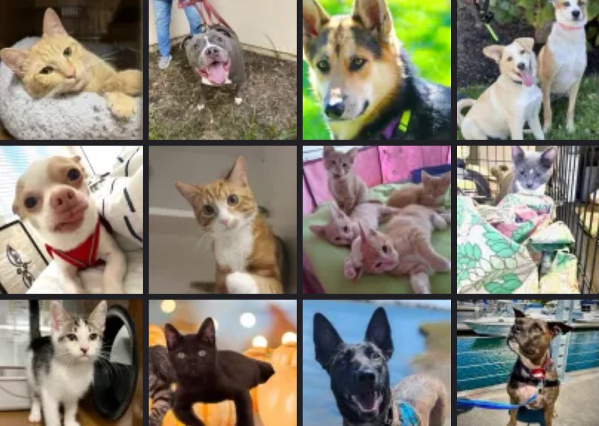 Paul Baca tweet media