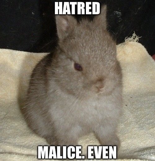 Bunnies's tweet image. 