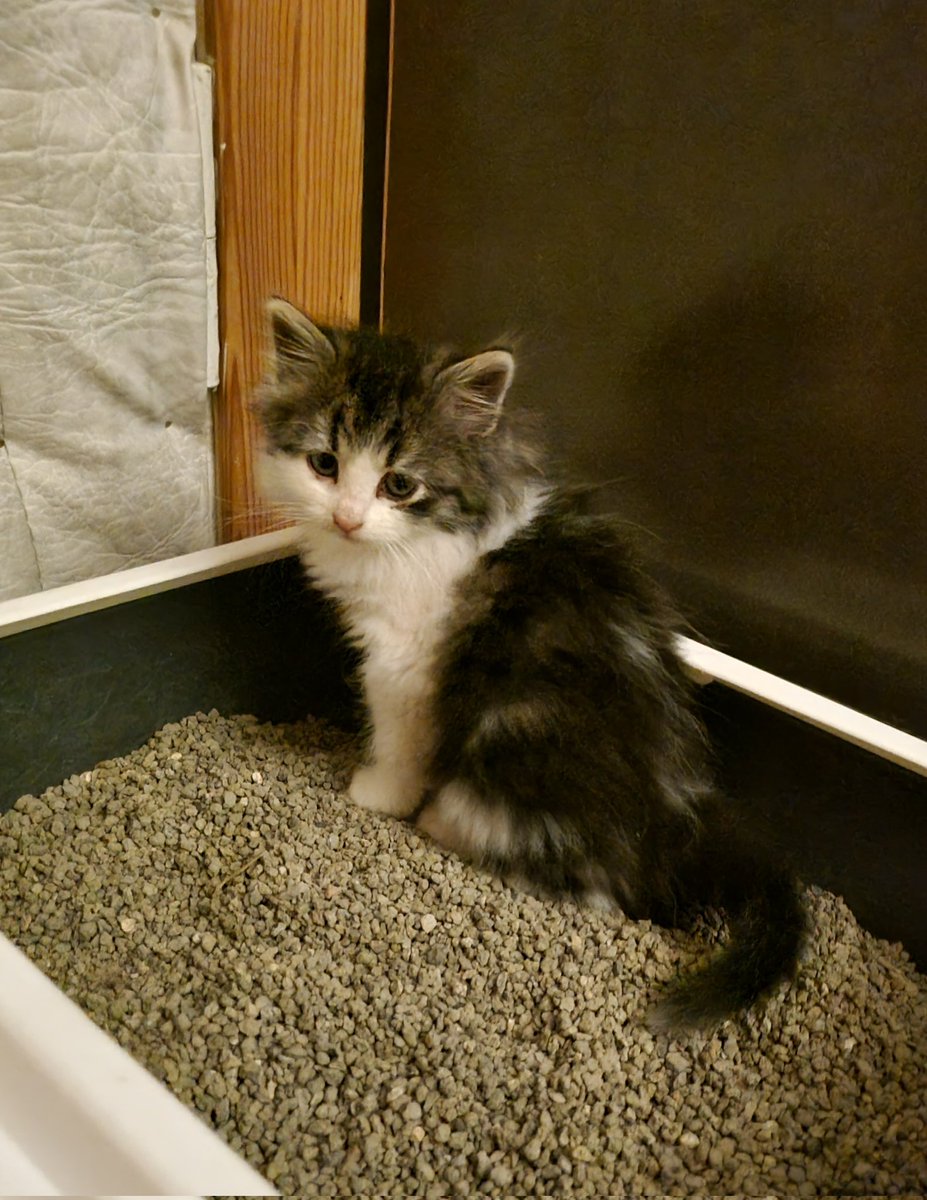 Kā tie kaķi to dara? Vispirms žēli raud krūmiņos vētras laikā, tad bērni atstiepj mājās. Klusiņām ieņem vietu uz sedziņas, pēc tam gultiņā. Un vēl pēc tam  sirsniņās. Un tad jādzēš sludinājumi soc.tīklos par kaķīti, kas meklē mājas, jo kaķītis jau ir mājās...